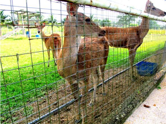 Uk Farm Agro Resort Keluang Exterior foto